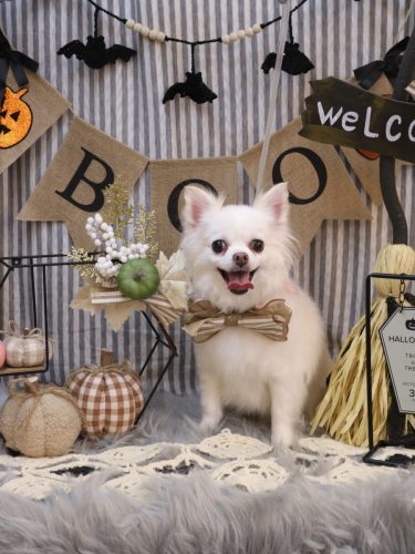 20251003シロくん