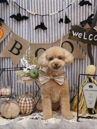 20251003めるちゃん