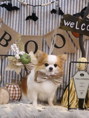 20251003りくくん