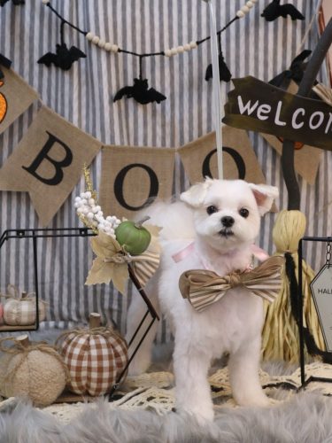 20251004まるちゃん