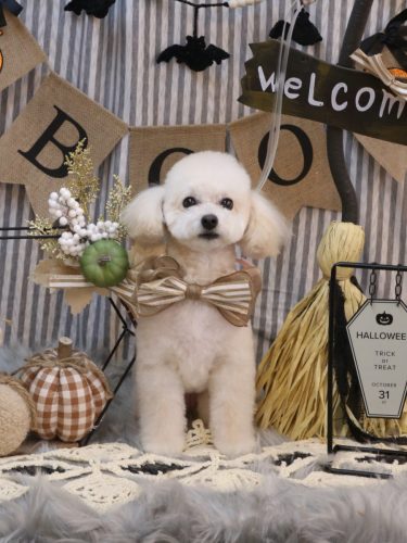 20251004ポコちゃん