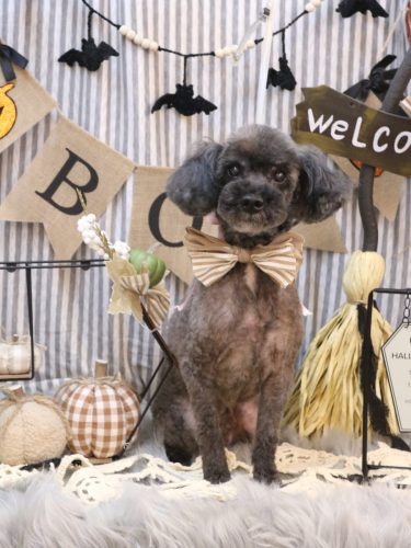 20251004ペコくん