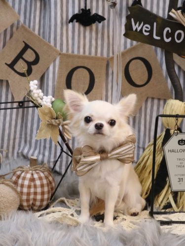 20251004リリィちゃん