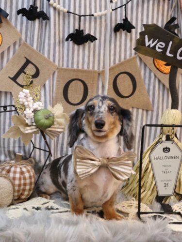 20251004シャーロットちゃん