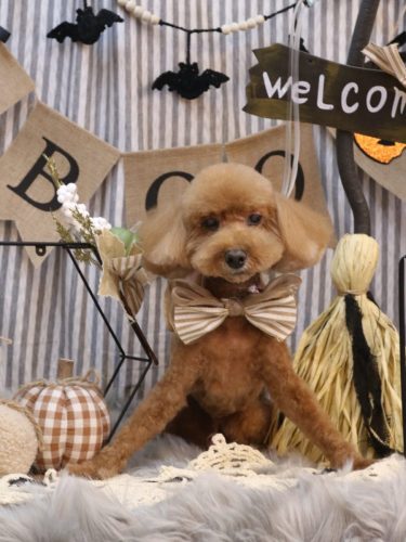 20251004レオくん