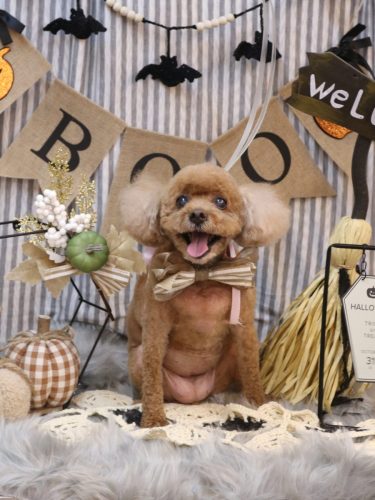 20251004フーちゃん