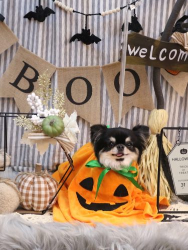 20251004プリンちゃん