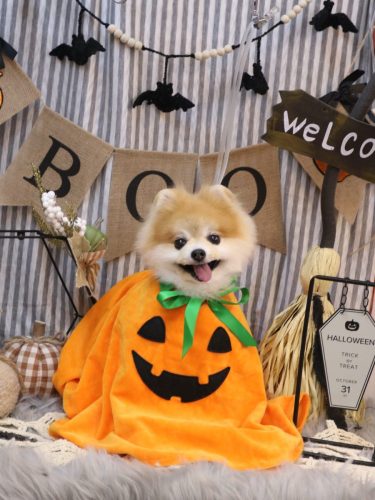 20251004モコくん