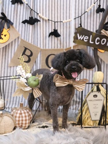 20251005りんちゃん