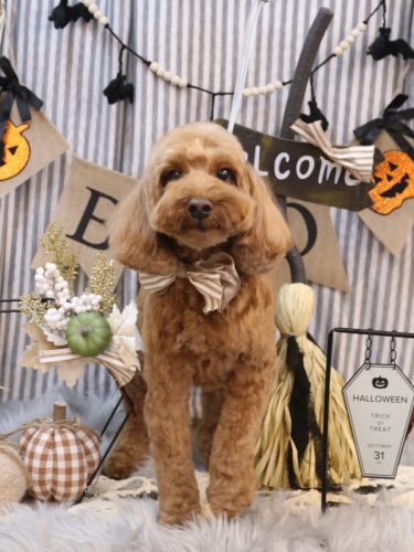 20251005テディくん