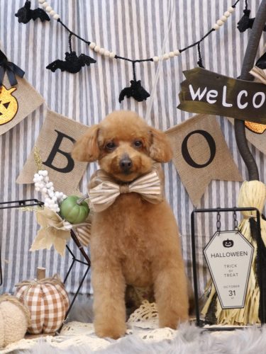 20251005チョコちゃん