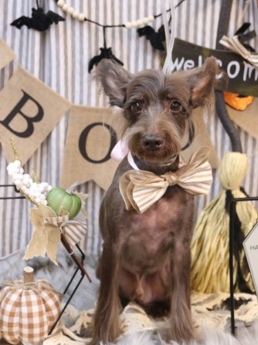 20251005コットンくん