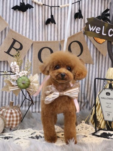 20251005モコちゃん