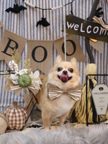 20251005モカちゃん