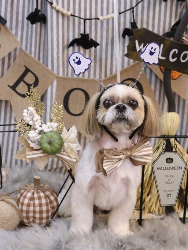 20251005ちょびくん