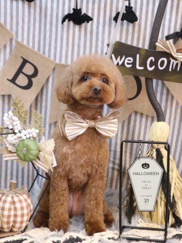 20251007きなこちゃん