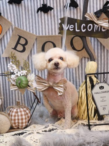 20251007もものすけくん