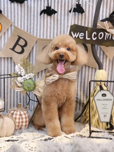 20251007レオくん