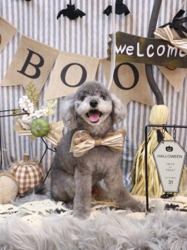 20251007タルトくん