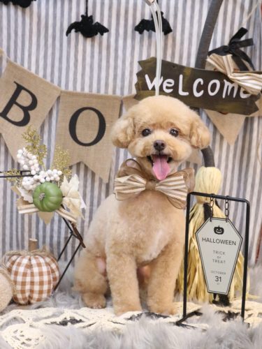 20251007ぽっきーくん