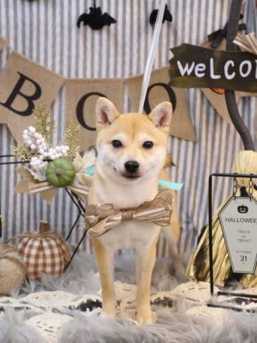 20251008春ちゃん