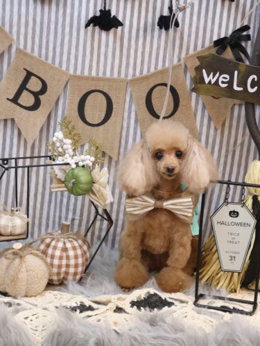 20251009イヴちゃん