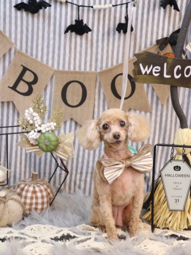 20251009バニラちゃん