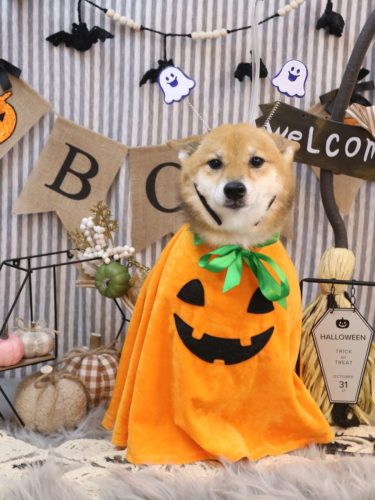 20251010リンちゃん