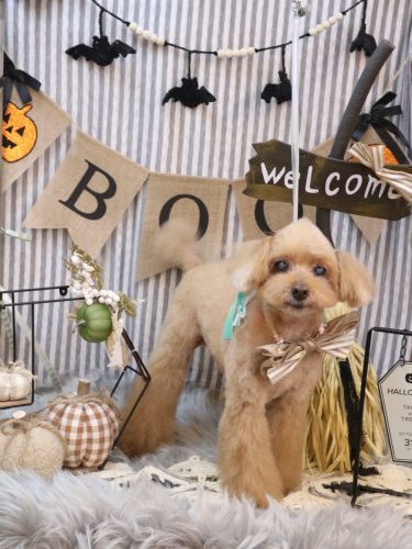 20251010チップくん