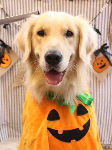 20251010レオくん