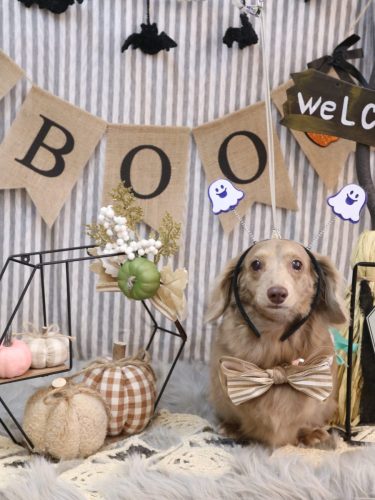 20251010ぺこちゃん