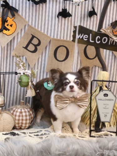 20251010アンジくん