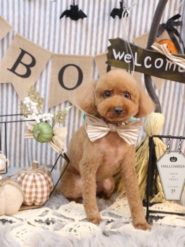 20251010かぐらちゃん