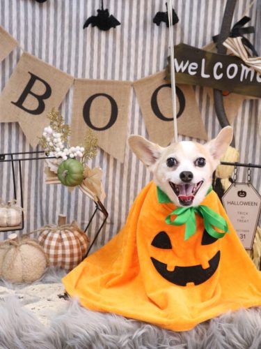 20251010うにちゃん