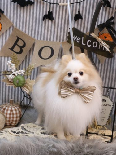 20251011ぷるりちゃん