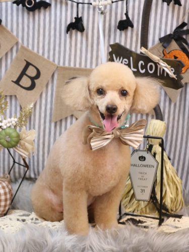 20251011チロくん