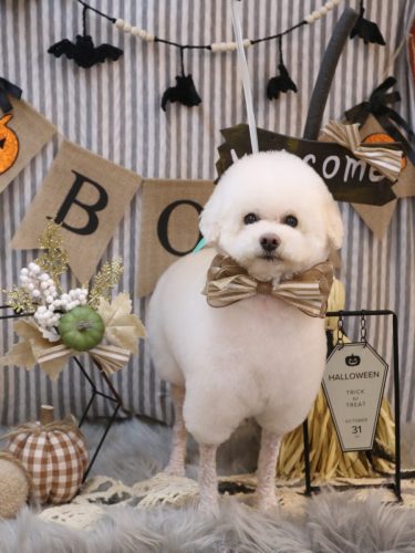 20251011MAPLEちゃん