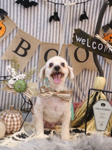 20251011ペカくん