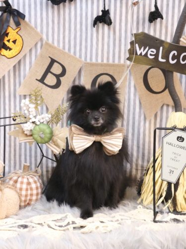 20251011まめくん