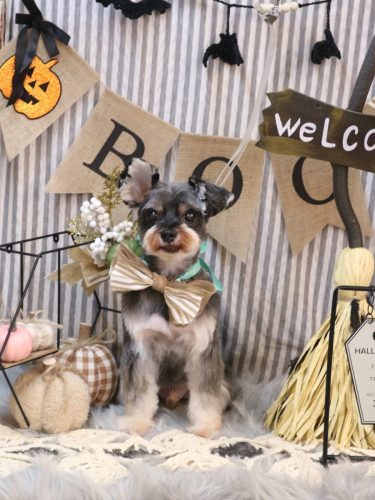 20251011サミーくん