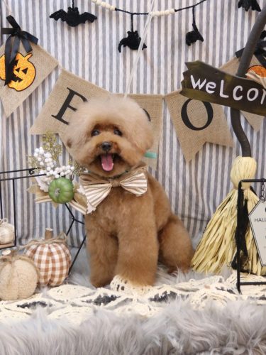 20251012カイくん