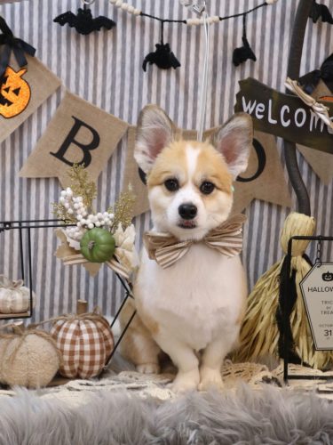 20251012コンくん