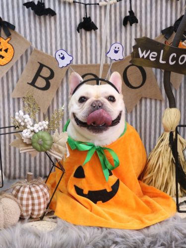 20251012だいずくん