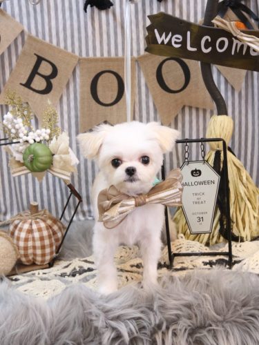 20251012ぷぷちゃん