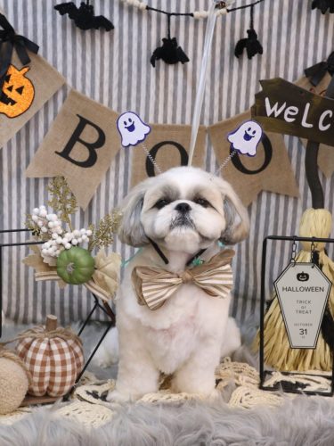 20251012みたらしちゃん