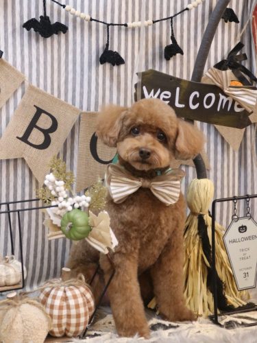 20251013ぷぷくん 