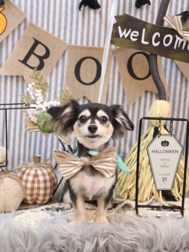 20251013ルルちゃん 