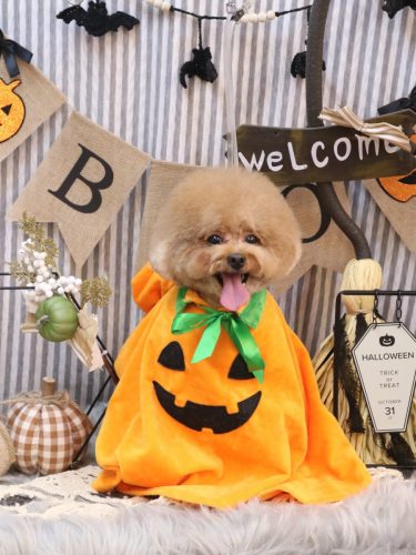 20251013ピノくん