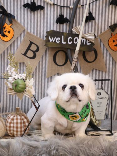 20251013モコくん