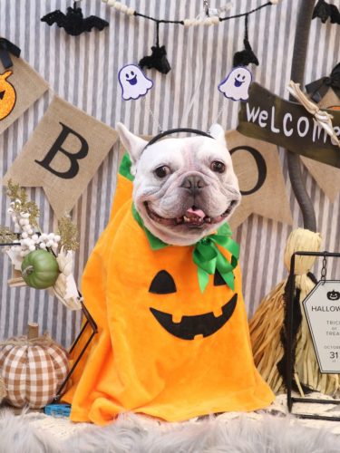 20251013ブーくん